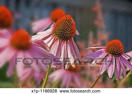 Stock Photo - This image is Echinacea Pallida, commonly known as pink coneflower a beautiful summer perennial garden plant and herb Background intentionally blurred for artistic effect. Fotosearch