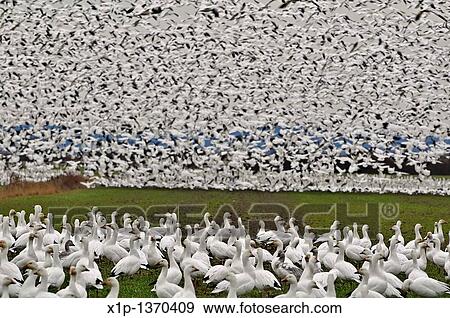 Stock Photo - This is a flock of wild snow geese on Fir Island in Skagit County, Washington a known migrating place This flock is literally thousands, some being on the ground and more being like a wall of motion as they are in flight, so thick you can? t see. Fotosearch