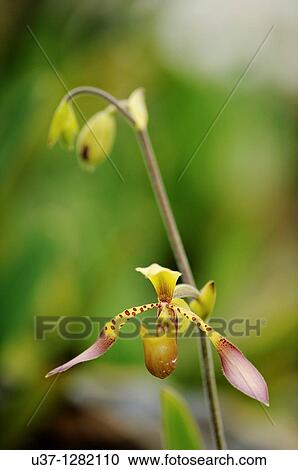 This orchid plant was taken at Orchid Garden, Kuching, Sarawak, Malaysia View Large Photo Image Stock Image - This orchid plant was taken at Orchid Garden, Kuching, Sarawak, Malaysia. Fotosearch
