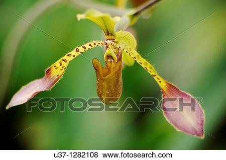 Stock Photo - This orchid plant was taken at Orchid Garden, Kuching, Sarawak, Malaysia. Fotosearch