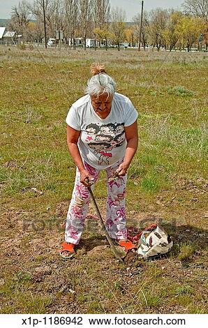 This photo is an elder Native American woman digging for camas Indian sweet potatoes in a traditional way with a wood stick tool She is a member of the Confedrated Tribes or Oregon and part Wasco, Warm Springs and Yakima tribes View Large Photo Image Stock Image - This photo is an elder Native American woman digging for camas Indian sweet potatoes in a traditional way with a wood stick tool She is a member of the Confedrated Tribes or Oregon and part Wasco, Warm Springs and Yakima tribes. Fotosearch