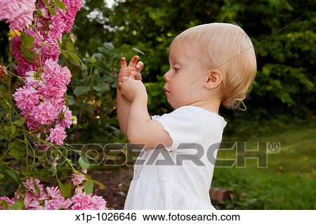 This photo shows a cute toddler girl wearing a white dress and playing with minature pink climbing roses and a humourous expression as she's closely examining some rose petals View Large Photo Image Stock Photograph - This photo shows a cute toddler girl wearing a white dress and playing with minature pink climbing roses and a humourous expression as she's closely examining some rose petals. Fotosearch
