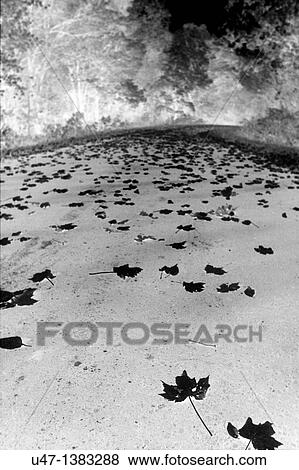 This picture is of a road with maple leaves taken in wisconsin View Large Photo Image Stock Photo - This picture is of a road with maple leaves taken in wisconsin. Fotosearch