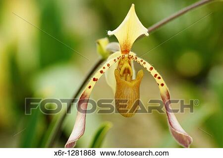This picture was taken at Orchid Garden Kuching. View Large Photo Image Stock Photo - This picture was taken at Orchid Garden Kuching.. Fotosearch