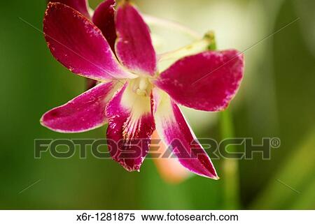 Stock Photography - This picture was taken at Orchid Garden Kuching.. Fotosearch