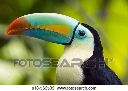 This Toucan lives naturally in rainforests from Mexico to Ecuador and Columbia. View Large Photo Image Stock Image - This Toucan lives naturally in rainforests from Mexico to Ecuador and Columbia.. Fotosearch