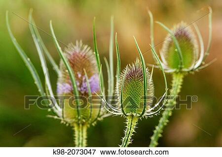 Stock Photo - Thistles in vineyard (Vignoble du Languedoc-Rousillon), Pyrenees-Orientales, France. Fotosearch