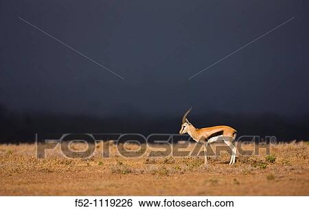 Thomson's gazelle (Eudorcas thomsonii), Solio Ranch Reserve, Kenya View Large Photo Image Stock Photograph - Thomson's gazelle (Eudorcas thomsonii), Solio Ranch Reserve, Kenya. Fotosearch