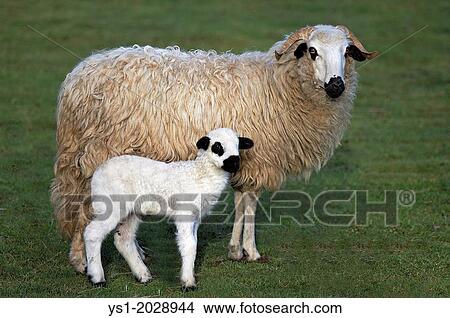 Picture - Thones and Marthod Domestic Sheep, Ewe and Lamb.. Fotosearch