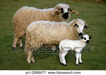 Thones and Marthod Domestic Sheep, Ram, Ewe and Lamb. View Large Photo Image Stock Photo - Thones and Marthod Domestic Sheep, Ram, Ewe and Lamb.. Fotosearch