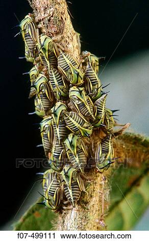 Thorn Bugs (fam. Membracidae) in tropical rainforest. Costa Rica View Large Photo Image Stock Image - Thorn Bugs (fam. Membracidae) in tropical rainforest. Costa Rica. Fotosearch
