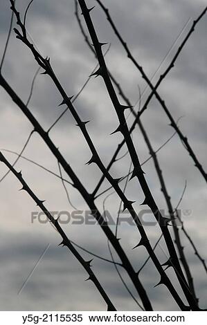thorn bush silhouette against dark sky View Large Photo Image Stock Photography - thorn bush silhouette against dark sky. Fotosearch