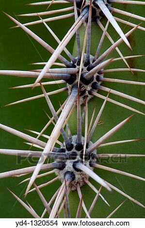 Thorn detail of Giant Saguaro Carnegiea gigantea, Saguaro National Park, Sonora Desert, Arizona, Tucson, USA View Large Photo Image Picture - Thorn detail of Giant Saguaro Carnegiea gigantea, Saguaro National Park, Sonora Desert, Arizona, Tucson, USA. Fotosearch