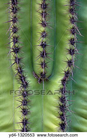Thorn detail of Giant Saguaro Carnegiea gigantea, Saguaro National Park, Sonora Desert, Arizona, Tucson, USA View Large Photo Image Stock Image - Thorn detail of Giant Saguaro Carnegiea gigantea, Saguaro National Park, Sonora Desert, Arizona, Tucson, USA. Fotosearch