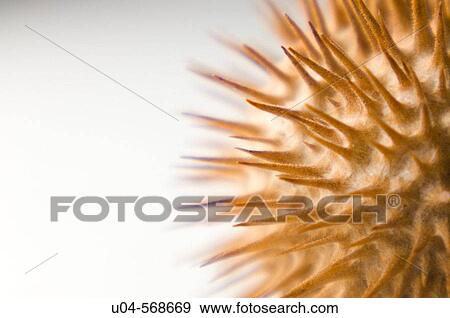 Stock Photo - Thorny datura seed pod. Fotosearch