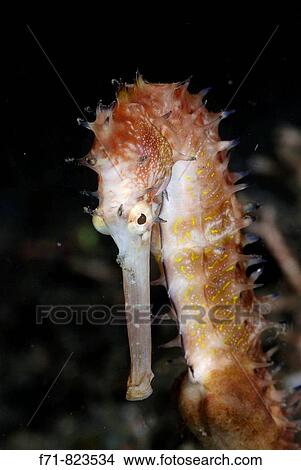 Thorny seahorse (Hippocampus histrix). Lembeh Strait, Celebes Sea, North Sulawesi, Indonesia. View Large Photo Image Picture - Thorny seahorse (Hippocampus histrix). Lembeh Strait, Celebes Sea, North Sulawesi, Indonesia.. Fotosearch