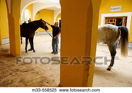 Stock Photography - Thoroughbred Spanish horses at the Royal Riding School, Jerez de la Frontera. CBdiz province, Andalusia, Spain. Fotosearch