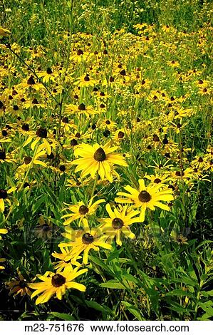 Thousands of blackeyed susans cluster in a field, Pennsylvania, USA View Large Photo Image Stock Photograph - Thousands of blackeyed susans cluster in a field, Pennsylvania, USA. Fotosearch