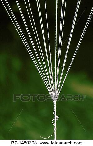 Stock Photo - Threads tied to Balloons in air. Fotosearch