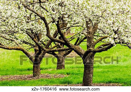 Three apple trees in bloom at the University of Minnesota Landscape Arboretum in spring View Large Photo Image Stock Photograph - Three apple trees in bloom at the University of Minnesota Landscape Arboretum in spring. Fotosearch