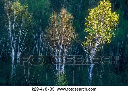 Stock Image - Three birch trees in early spring foliage glowing in afternoon light at base of hill. Sudbury. Ontario. Canada.. Fotosearch