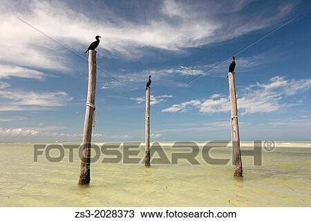 Three birds standing on three poles at the beach, Isla Holbox, Quintana Roo, Yucatan Peninsula, Mexico. View Large Photo Image Stock Image - Three birds standing on three poles at the beach, Isla Holbox, Quintana Roo, Yucatan Peninsula, Mexico.. Fotosearch