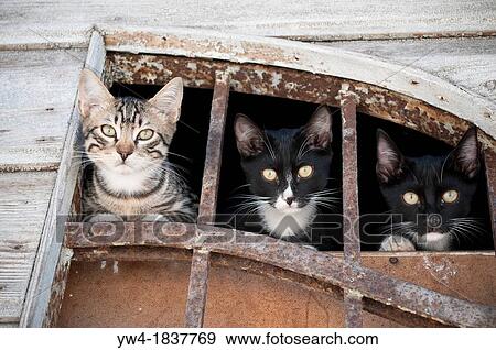 Three cats, Bakar, Croatia View Large Photo Image Stock Photo - Three cats, Bakar, Croatia. Fotosearch