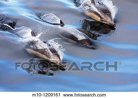 Three Common Dolphins in glassy water View Large Photo Image Stock Image - Three Common Dolphins in glassy water. Fotosearch