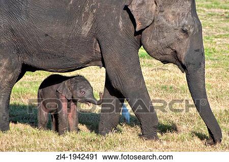 Stock Image - Three day old elephant calf. Sri Lanka, Minneriya national park.. Fotosearch