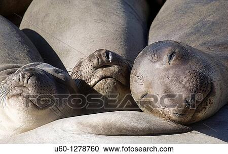 Three elephant seals sleep together on a beach at Ano Nuevo State Natural reserve in California along the Pacicic Ocean View Large Photo Image Stock Image - Three elephant seals sleep together on a beach at Ano Nuevo State Natural reserve in California along the Pacicic Ocean. Fotosearch