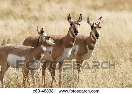 Stock Image - Three female Pronghorn Antelope (Antilocapra americanus) in Yellowstone National Park, Wyoming, USA.. Fotosearch