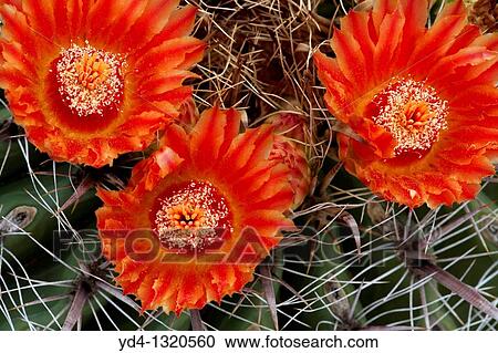 Three Ferocactus wislizeri flowers, Sonora desert, Tucson, Arizona, USA View Large Photo Image Stock Image - Three Ferocactus wislizeri flowers, Sonora desert, Tucson, Arizona, USA. Fotosearch