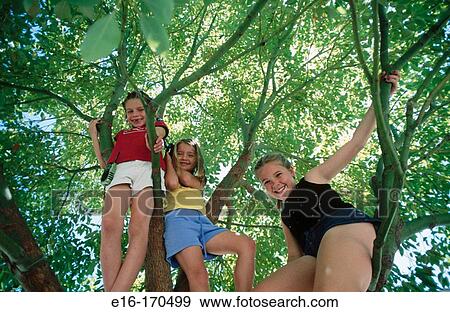 Three friends in a tree View Large Photo Image Stock Photo - Three friends in a tree. Fotosearch