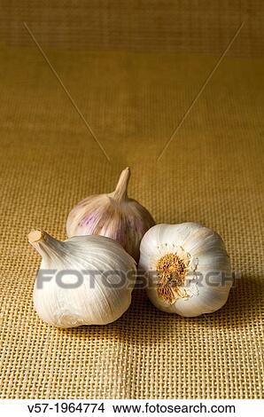 Three garlics. Still life. View Large Photo Image Picture - Three garlics. Still life.. Fotosearch
