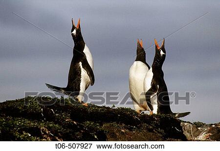 Three Gentoo penguins displaying (Pygoscelis papua), Kerguelen Island, sub-antarctic View Large Photo Image Stock Photo - Three Gentoo penguins displaying (Pygoscelis papua), Kerguelen Island, sub-antarctic. Fotosearch