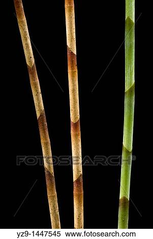 Stock Photography - Three Ginger Stems Zingiber. Fotosearch