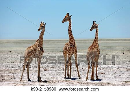 Three Giraffe,, Giraffa camelopardalis, standing besides each other on the sandy ground of the Etosha Pan and turning their heads to the left, Etosha National Park, Namibia, Africa. View Large Photo Image Stock Image - Three Giraffe,, Giraffa camelopardalis, standing besides each other on the sandy ground of the Etosha Pan and turning their heads to the left, Etosha National Park, Namibia, Africa.. Fotosearch