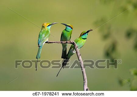 Three Green Bee-eaters Merops orientalis. View Large Photo Image Stock Image - Three Green Bee-eaters Merops orientalis.. Fotosearch