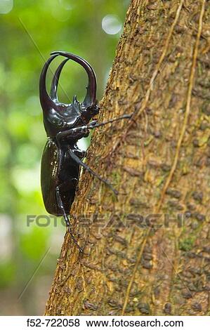 Three-horned Rhinoceros Beetle (Chalcosoma moellenkampi) on tree trunk, Danum Valley Conservation Area. Sabah, Borneo, Malaysia View Large Photo Image Stock Photo - Three-horned Rhinoceros Beetle (Chalcosoma moellenkampi) on tree trunk, Danum Valley Conservation Area. Sabah, Borneo, Malaysia. Fotosearch