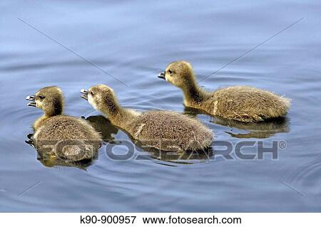 Three little Grey Lag Goose (Anser anser) chicks seen from backside and swimming away on a lake, Island of Amrum, Northfrisian, Schleswig_Holstein, Northern Germany, Europe View Large Photo Image Stock Photo - Three little Grey Lag Goose (Anser anser) chicks seen from backside and swimming away on a lake, Island of Amrum, Northfrisian, Schleswig_Holstein, Northern Germany, Europe. Fotosearch