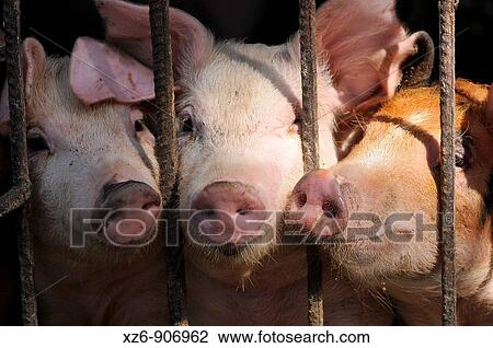 three little pigs View Large Photo Image Stock Image - three little pigs. Fotosearch