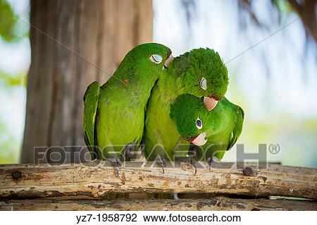 Stock Image - Three love birds on Isla Tortuga, Nicoya Gulf, Costa Rica.. Fotosearch