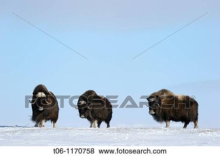 Stock Photo - Three Muskox in snow Ovibos moschatus Banks Island, North West Territories, Canada. Fotosearch
