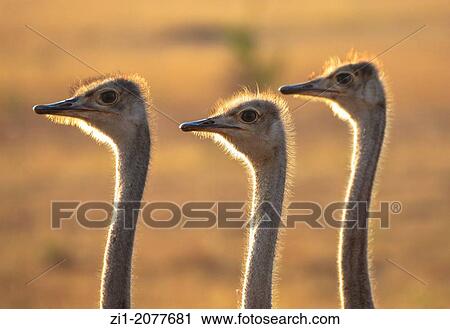 Stock Image - three ostriches in Masai Mara, Kenia. Fotosearch
