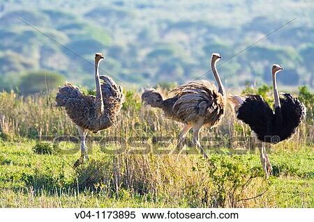 Three ostriches (Struthio camelus) at dusk in the Tarangire National Park in Tanzania, East Africa View Large Photo Image Stock Photography - Three ostriches (Struthio camelus) at dusk in the Tarangire National Park in Tanzania, East Africa. Fotosearch