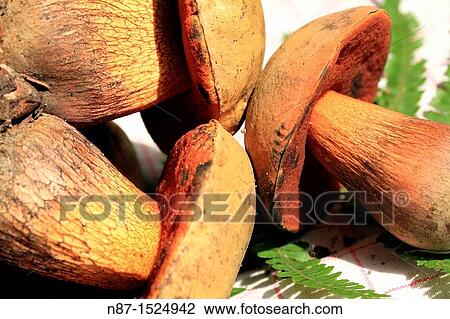 three pale mushrooms View Large Photo Image Stock Image - three pale mushrooms. Fotosearch
