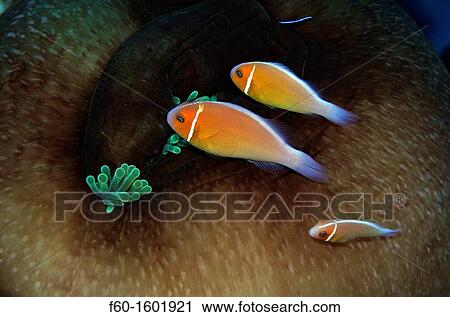 Three pink anemonefish, Amphiprion periderion, share the same host anemone, Pohnpei, Federated States of Micronesia. View Large Photo Image Stock Image - Three pink anemonefish, Amphiprion periderion, share the same host anemone, Pohnpei, Federated States of Micronesia.. Fotosearch