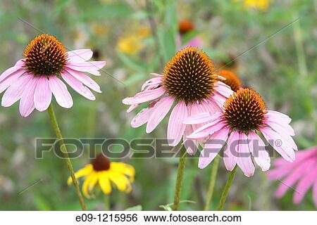 Stock Photograph - three pink daisies with orange centers, in field, Indiana. Fotosearch