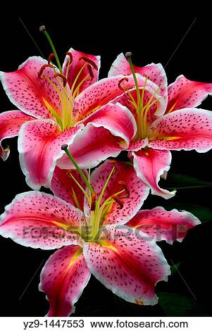 Stock Image - Three Pink Oriental Lily Lilium auratum. Fotosearch