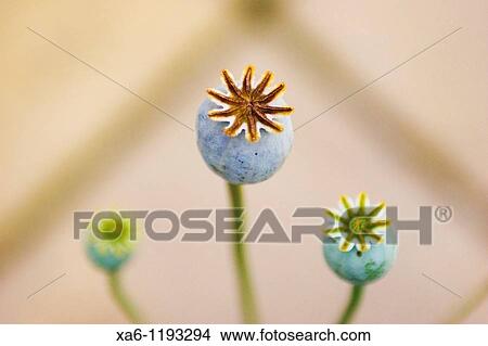 Three poppy seed heads View Large Photo Image Picture - Three poppy seed heads. Fotosearch